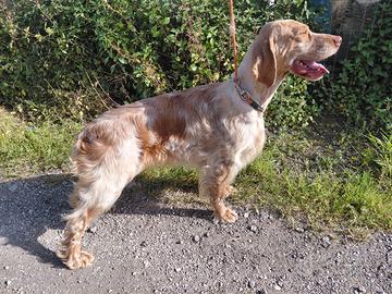 Setter inglese femmina