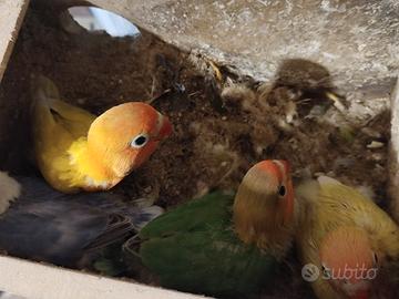 Inseparabili