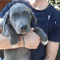 Cuccioli mix Weimaraner