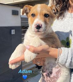 Cuccioli adotta con vaccino