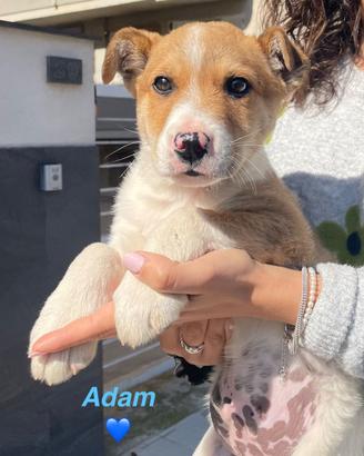 Cuccioli adotta con vaccino