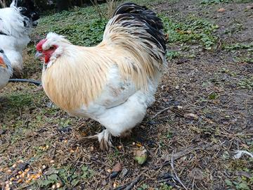 Gallo
