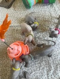 sphynx