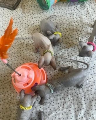 sphynx