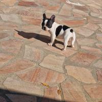 Buldog francese