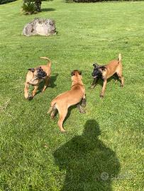 Pastore Belga Malinois