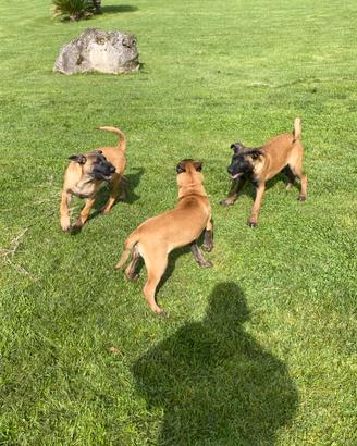 Pastore Belga Malinois