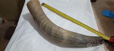 Antico corno di mucca
