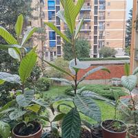 Pianta di nespolo, altezza cm 60, in vaso rotondo