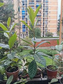 Pianta di nespolo, altezza cm 60, in vaso rotondo