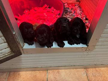 Cocker Spaniel Nero