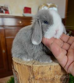 Mini Lop Ariete Nano
