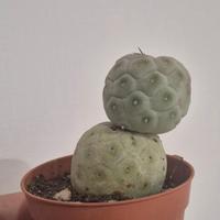 cactus pianta grassa 