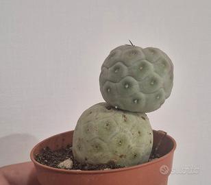 cactus pianta grassa 