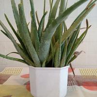 ALOE piante