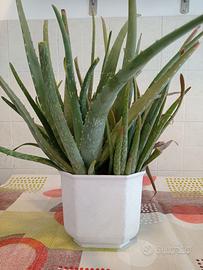 ALOE piante