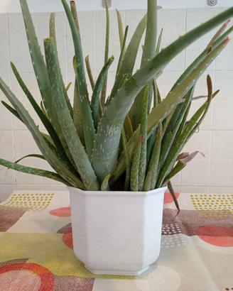 ALOE piante