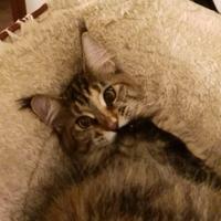 Maine coon