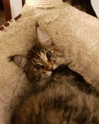 Maine coon
