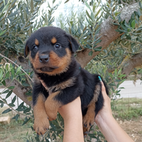 Rottweiler tedeschi