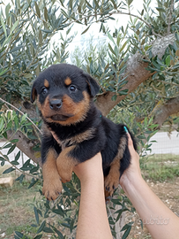 Rottweiler tedeschi