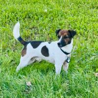 Jack Russell Terrier per accoppiamento