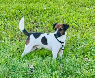 Jack Russell Terrier per accoppiamento