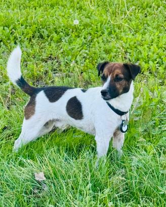 Jack Russell Terrier per accoppiamento