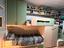 Immagine 1