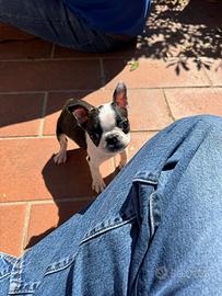 Cucciolo di Boston Terrier