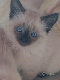 Dolcissimo gattino siamese