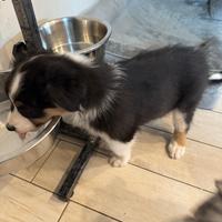 Cuccioli Pastore Australiano