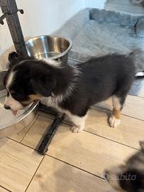 Cuccioli Pastore Australiano