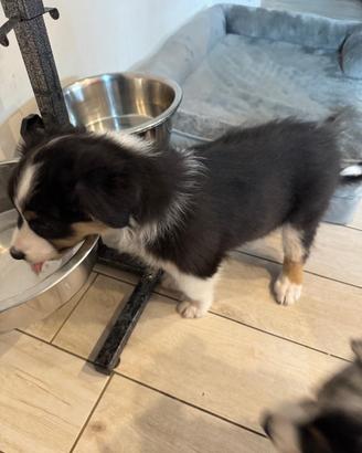 Cuccioli Pastore Australiano