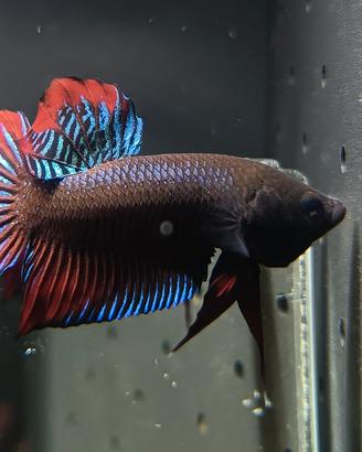 Bett splendens wild pesce combattente plakat