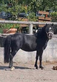 Pony Welsh