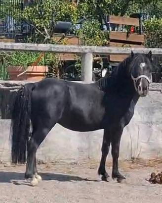Pony Welsh