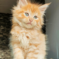 Stupendi cuccioli maine coon