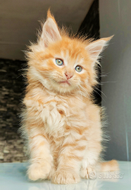 Stupendi cuccioli maine coon