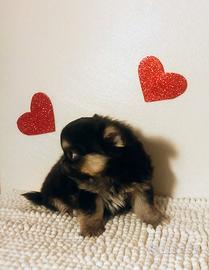 Chihuahua cucciolo Dolcetto