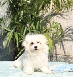 Cucciolo di maltese maschio