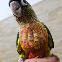 Pyrrhura Molinae allevati