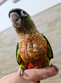 Pyrrhura Molinae allevati