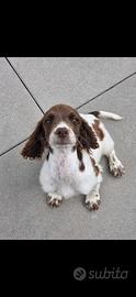 Cucciolona springer spaniel