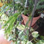 Talee di Schlumbergera truncata