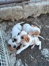Cuccioli di segugio istriano