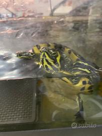Tartarughe