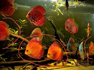 Discus