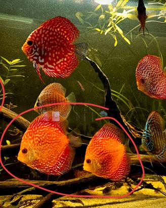 Discus