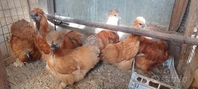 galline moroseta